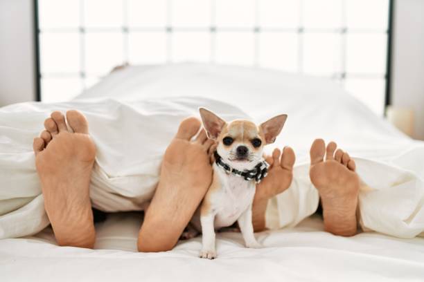 istock Couple feet and dog on bed. 1333984542