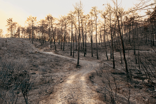 Burnt oak forest in Manavgat Fire, Antalya, Turkey.