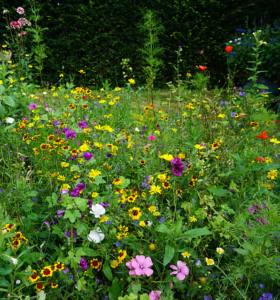 Beautiful wildflowers on a green meadow. in mid summer. for butterflies and bees interesting. cosy field flower cottage style.