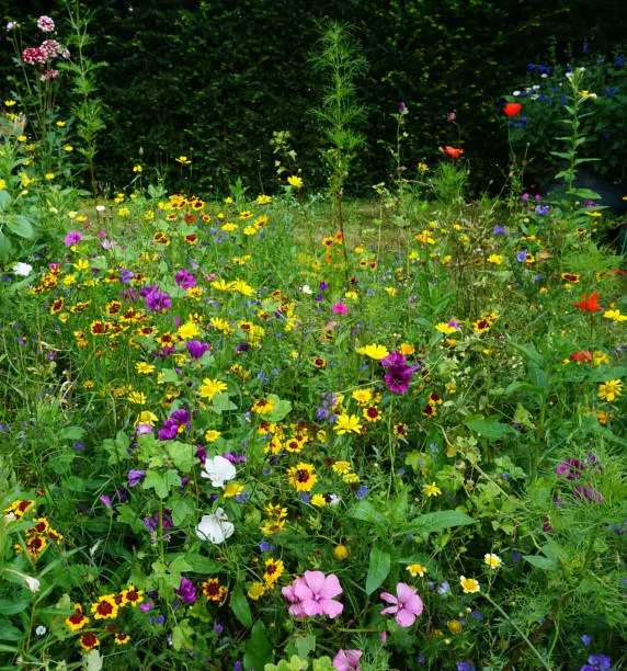 Photo of Beautiful wildflowers on a green meadow. in mid summer. for butterflies and bees interesting. cosy field flower cottage style.