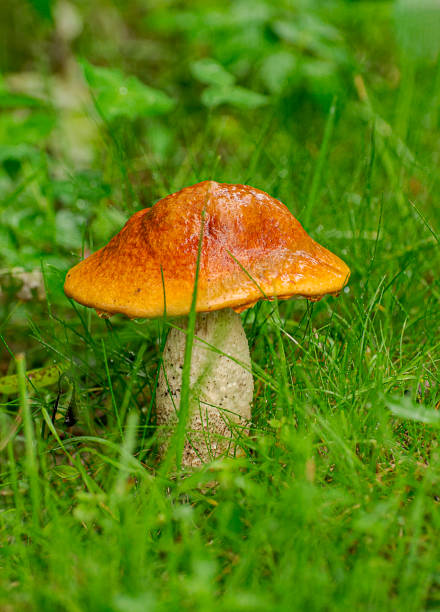 istock Boletus mushroom in a meadow with young green grass. 1333989508