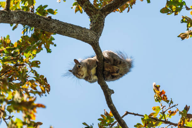 Squirrel in a Tree Squirrel sitting on a branch looking down towards the viewer. colwood photos stock pictures, royalty-free photos & images