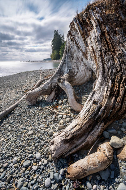 istock Tree Stump on the Beach at Muir Creek Vancouver Island 1333990880