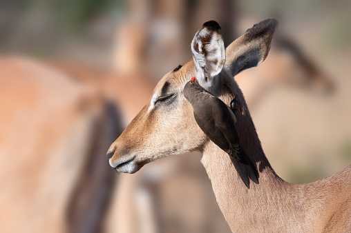 Impala ewe patiently tolerating a Red-billed oxpecker looking for insects in her ear