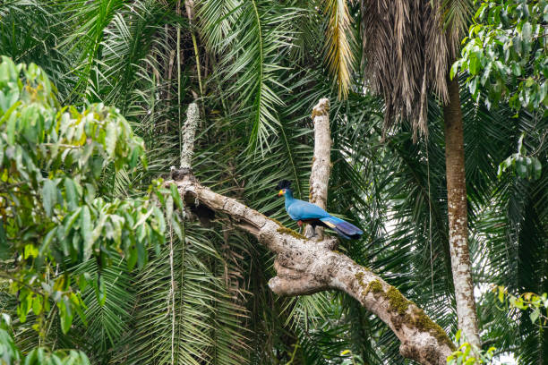 great blue turaco (Corythaeola cristata). Wildlife shot in Kibale National Park, Uganda.