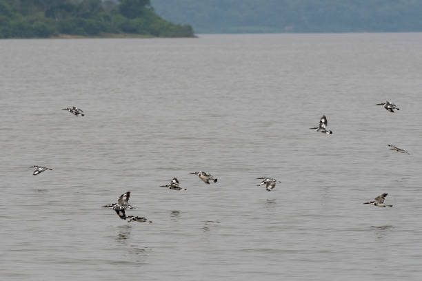 istock Pied kingfisher (Ceryle rudis) in flight, wildlife shot, Uganda 1333994124