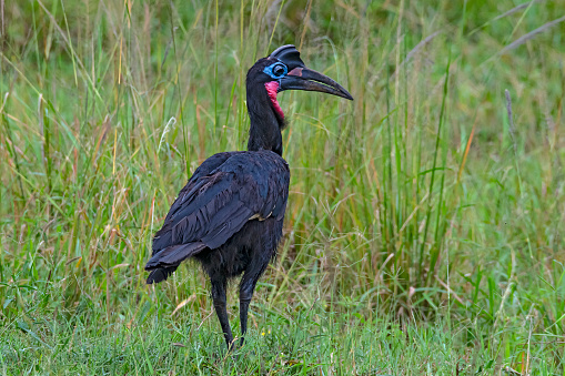 Abyssinian ground hornbill or northern ground hornbill (Bucorvus abyssinicus). Shot in wildlife in Kidepo Valley National Park, directly at the border between Uganda and South Sudan.