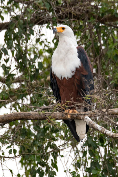 istock African fish eagle (Haliaeetus vocifer), wildlife shot, Uganda 1333994175