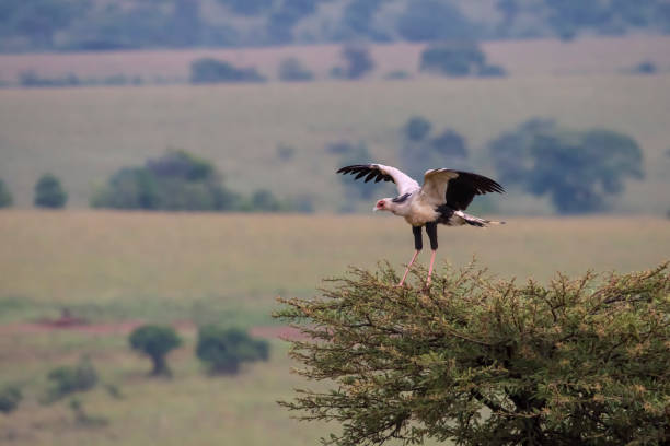 Secretarybifd (or secretary bird, Sagittarius serpentarius) high up in a tree. The species is tclassed as Endangered by the International Union for Conservation of Nature.Shot in wildlife in Kidepo Valley National Park, directly at the border between Uganda and South Sudan.