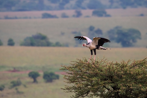 Secretarybifd (or secretary bird, Sagittarius serpentarius) high up in a tree. The species is tclassed as Endangered by the International Union for Conservation of Nature.\nShot in wildlife in Kidepo Valley National Park, directly at the border between Uganda and South Sudan.