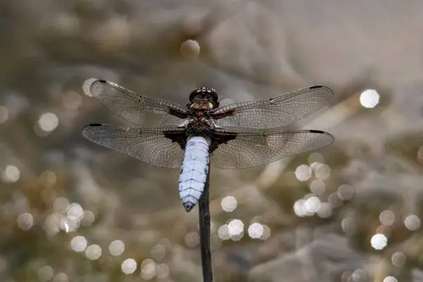 Libellula depressa - The flat-bellied dragonfly is a species of anisopteran odonate in the family Libellulidae.