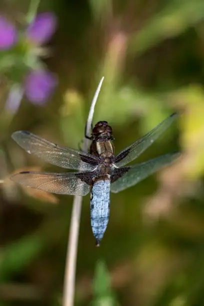 Libellula depressa - The flat-bellied dragonfly is a species of anisopteran odonate in the family Libellulidae.