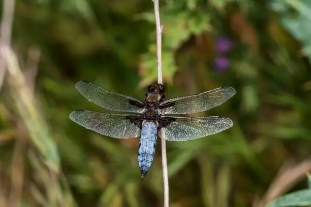 Libellula depressa - The flat-bellied dragonfly is a species of anisopteran odonate in the family Libellulidae.