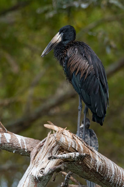 istock African openbill stork (Anastomus lamelligerus),  wildlife shot, Uganda 1333994300