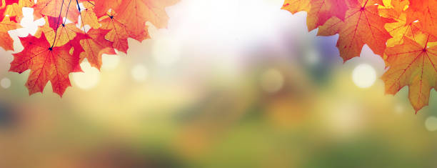 istock Autumn leaves on the fall blurred background . 1333994895