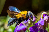 Carpenter bee hovering as it approaches a purple flower