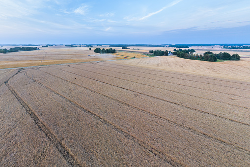 Cereal fields during June harvest in Zemgale region of Latvia, view from a drone. Tractor tracks can be seen in the field