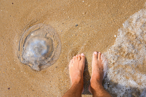Male feet next to a huge jellyfish on the seashore. Comparison of the size of the jellyfish with the legs.