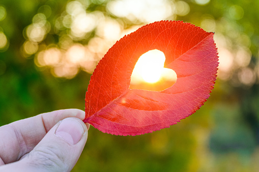 Hand holds red autumn leaf with heart-shaped hole and sun in center
