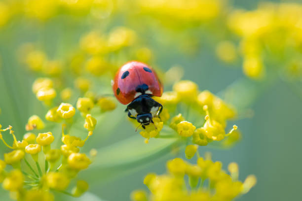 siebenpunkt - ladybug nature spring drop stock-fotos und bilder