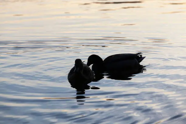 Photo of wild ducks floating on the lake