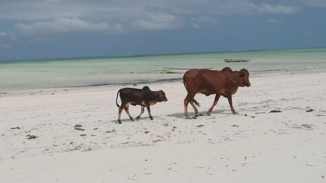 African Humpback Cow with Calf Walks on Tropical Sandy Beach by Ocean, Zanzibar
