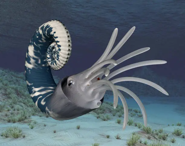 Computer generated 3D illustration with an ammonoid
