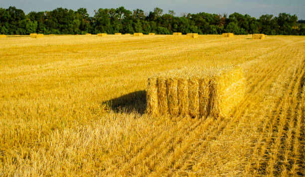 istock Stacks of hay in summer in yellow field with copyspace. 1334000135