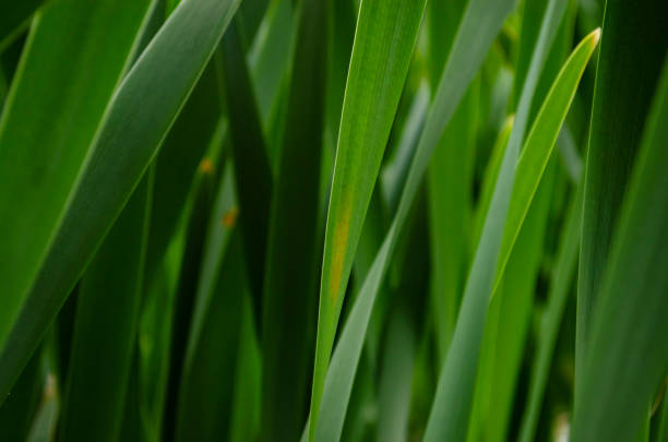 long green leaves seasonal background. perfect color. - long leaf grass blade of grass imagens e fotografias de stock