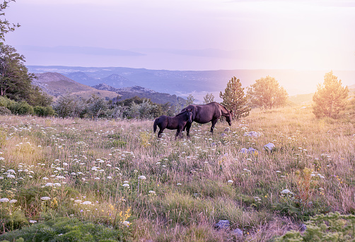 A view of of two beautiful black horses in the sunset.