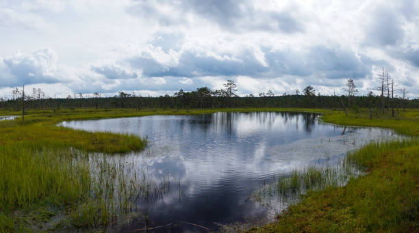 istock peat bog and blue lake landscape under an expressive sky with white clouds 1334001339