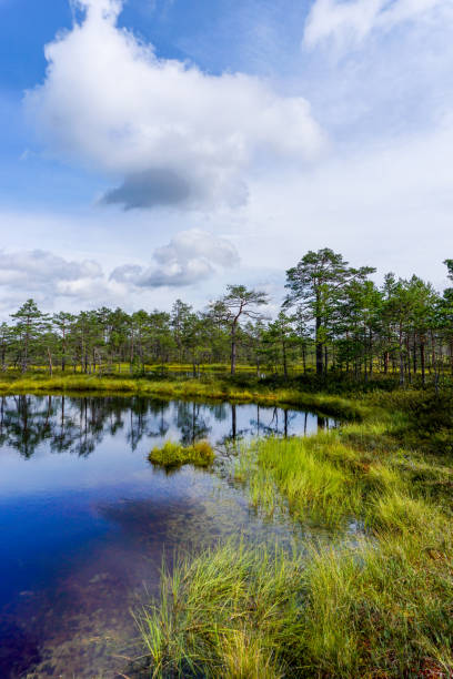 istock vertical view of a peat bog and blue lake landscape under an expressive sky with white clouds 1334002555