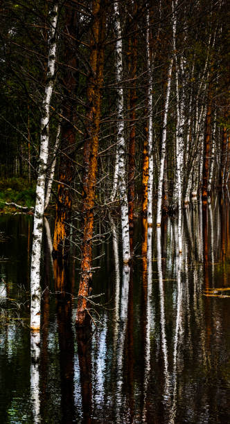 istock white birch trees and brown pine trees in a black swampy peat bog 1334002840