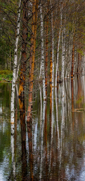 istock white birch trees and brown pine trees in a black swampy peat bog 1334002886