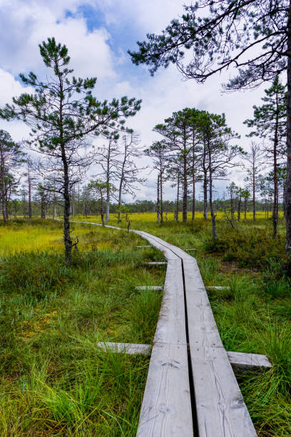wooden boardwalk nature trail leading through a peat bog landscape with sparse trees