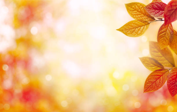 istock Red and orange autumn leaves over blurred nature background. 1334004074