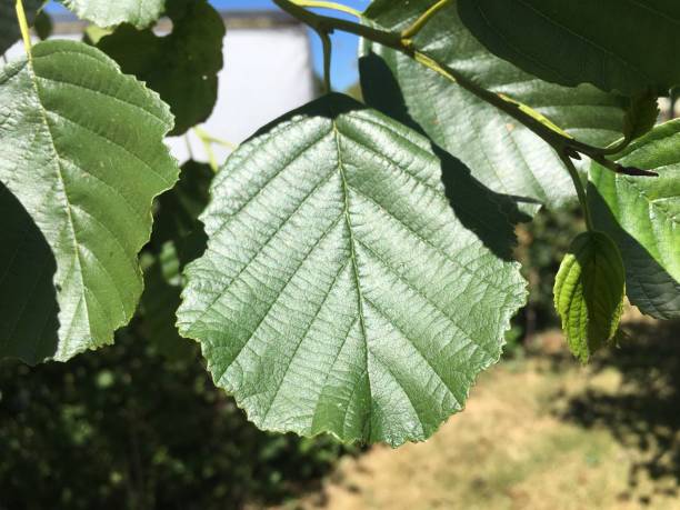 ольха обыкновенная (alnus glutinosa) - листовая - glutinosa стоковые фото и изображения