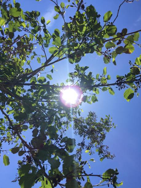 ольха обыкновенная (alnus glutinosa) – листья на солнце - glutinosa стоковые фото и изображения