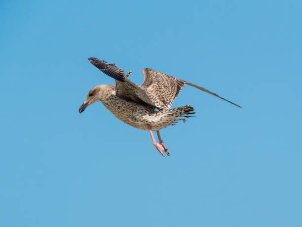 푸른 하늘에 비행 젊은 갈매기 - herring gull 뉴스 사진 이미지