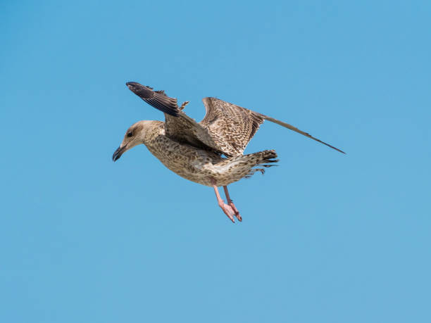 Young gull flying on blue sky stock photo