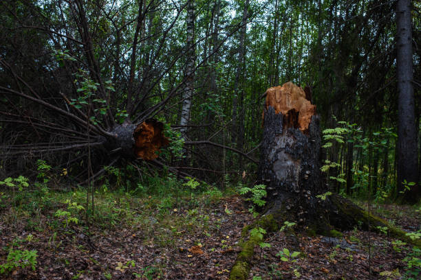 istock Broken fir in the dark forest 1334005077