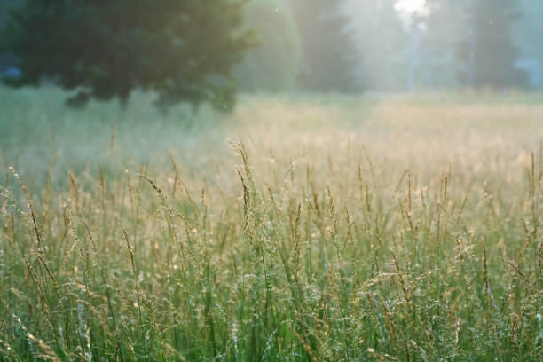 istock Closeup of meadow grasses 1334005335