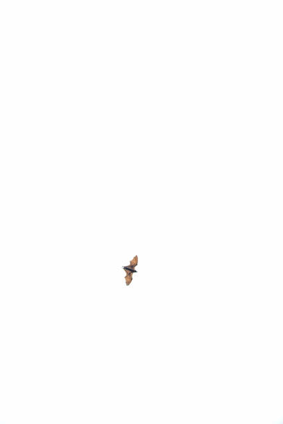 A bat flies in the sky