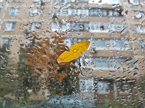 Autumn leaf on glass covered with rain drops with view of residential building and trees