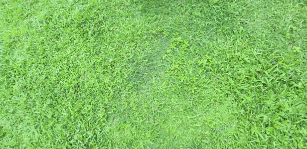 istock Grass Background.Green grass background texture outdoor. 1334008408