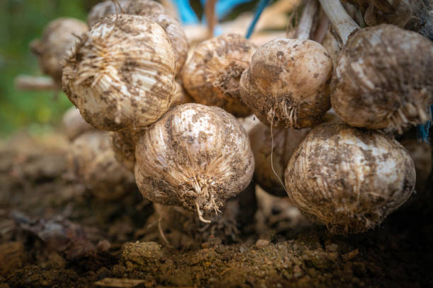istock Garlic root bunch in the dirt field. 1334008808