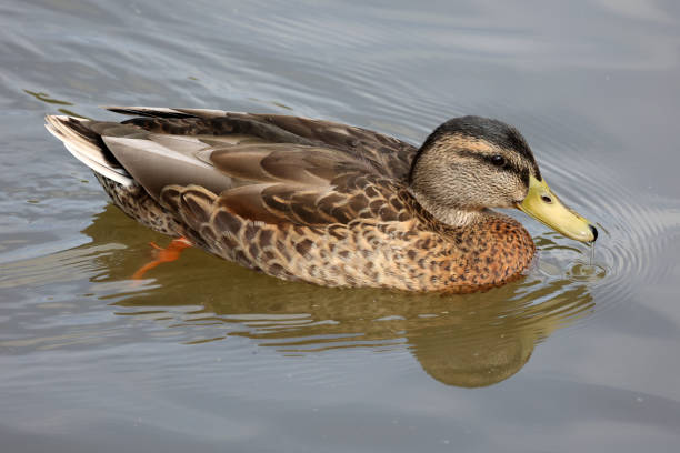 istock Wild duck swims slowly on the lake 1334008814
