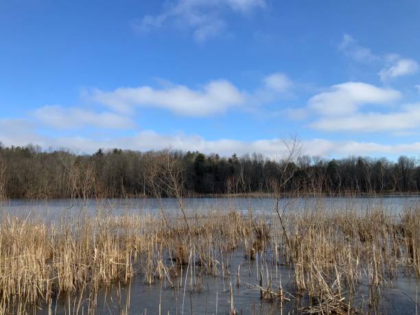 istock Canadian Winter Landscape 1334008830