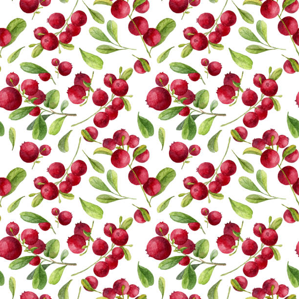 akwarelowy wzór żurawiny - cranberry stock illustrations