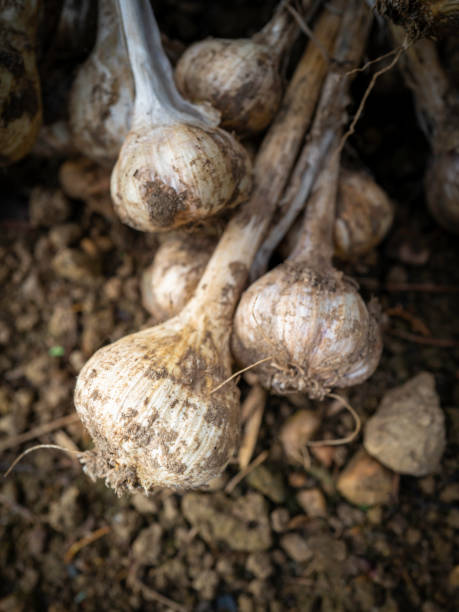 istock Garlic root bunch on the soil ground 1334008872